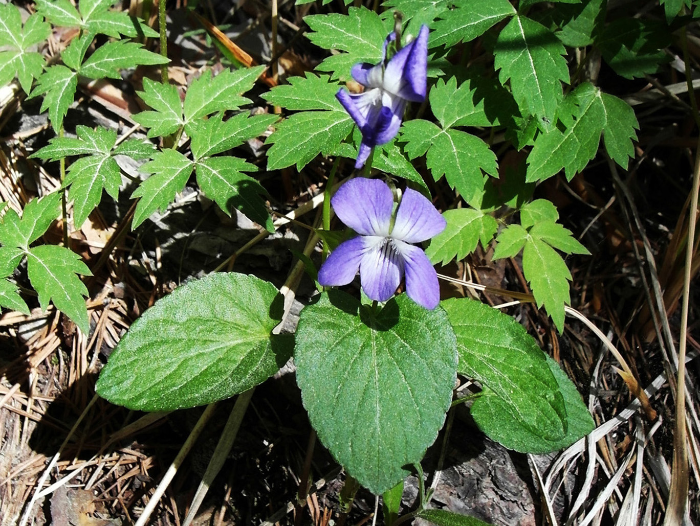 Изображение особи род Viola.