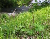 Petasites tatewakianus