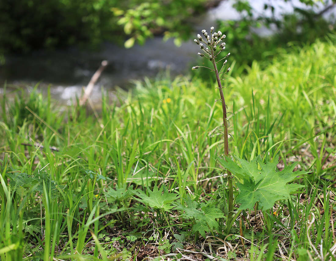 Image of Petasites tatewakianus specimen.