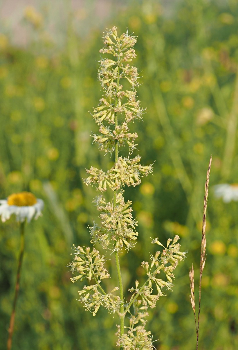 Изображение особи Silene borysthenica.