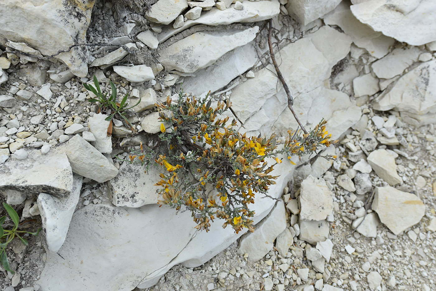 Image of genus Genista specimen.