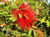 род Callistemon