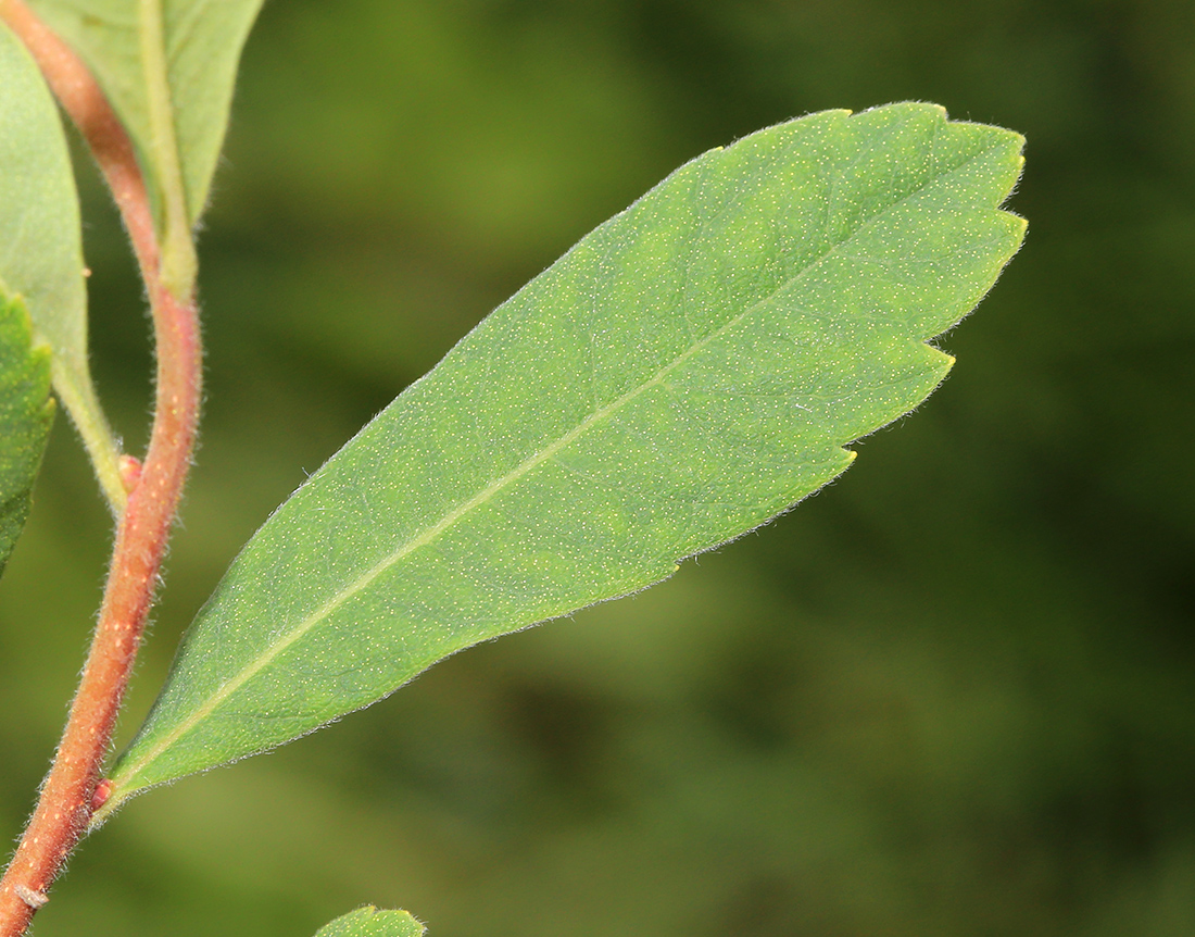 Image of Myrica tomentosa specimen.