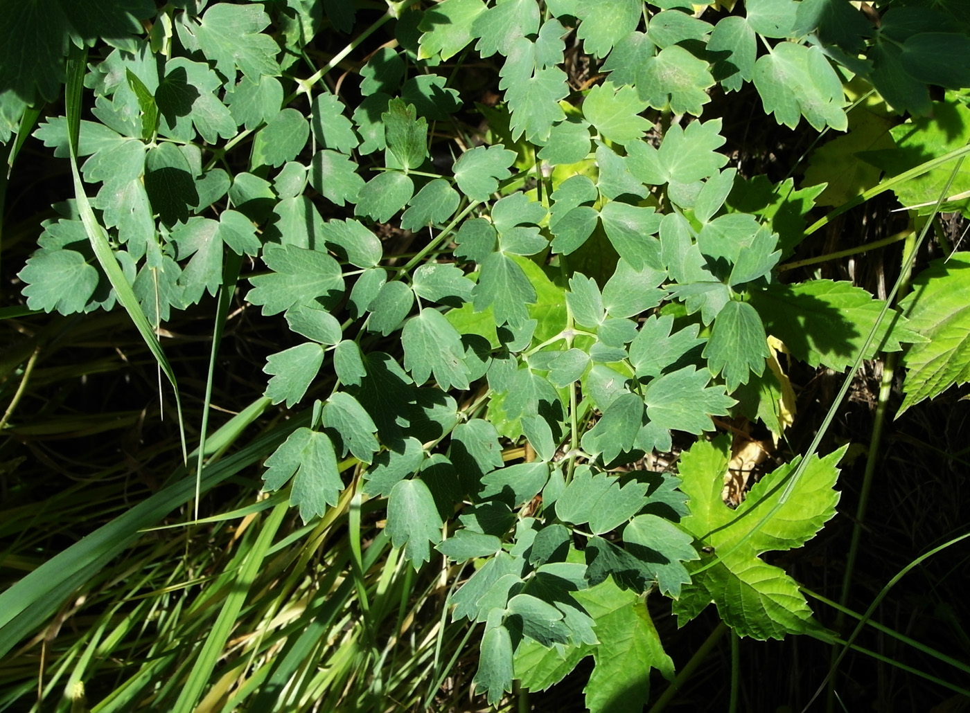 Image of Thalictrum minus specimen.