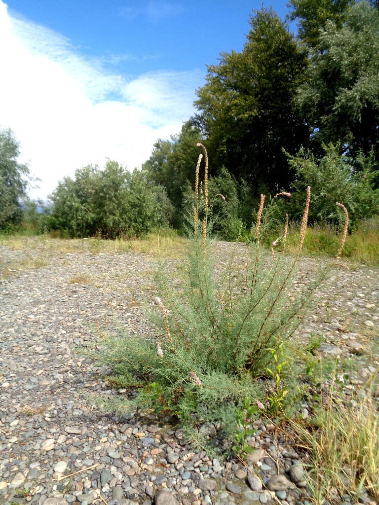 Image of genus Myricaria specimen.