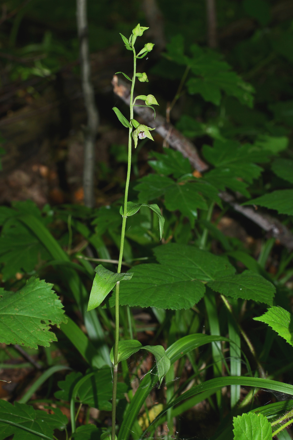 Изображение особи Epipactis persica.