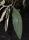 Viburnum rhytidophyllum