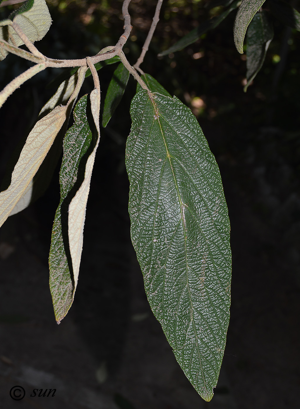 Image of Viburnum rhytidophyllum specimen.