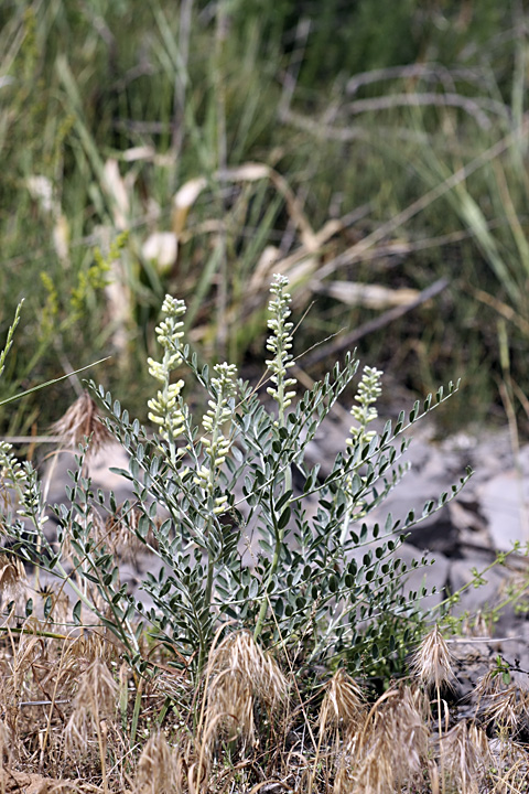 Image of Goebelia pachycarpa specimen.