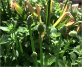 Allium fistulosum