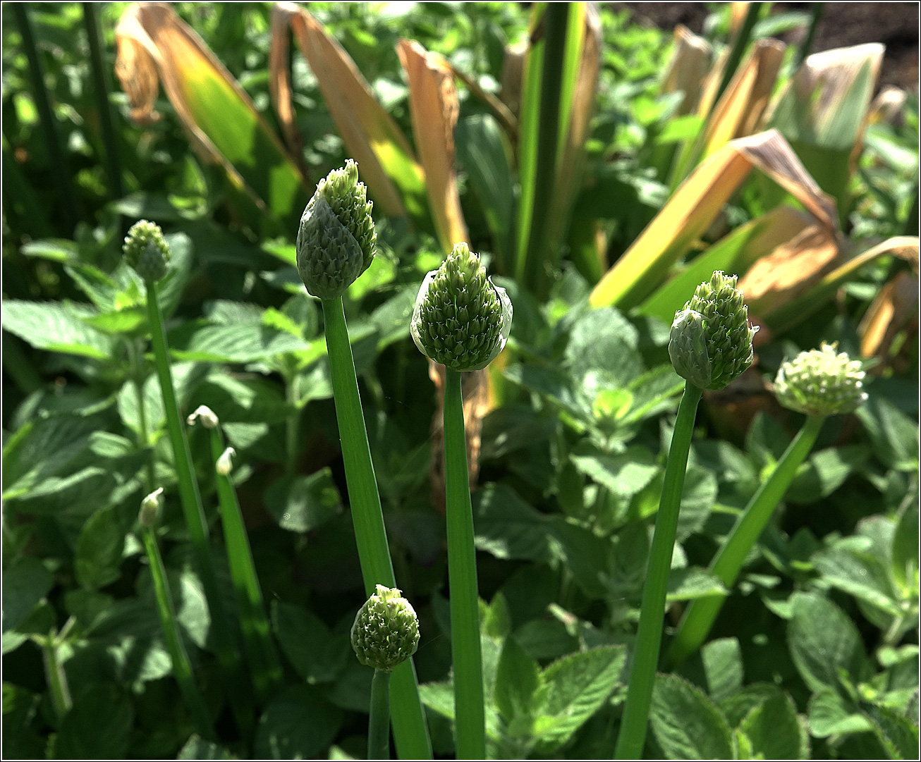 Image of Allium fistulosum specimen.