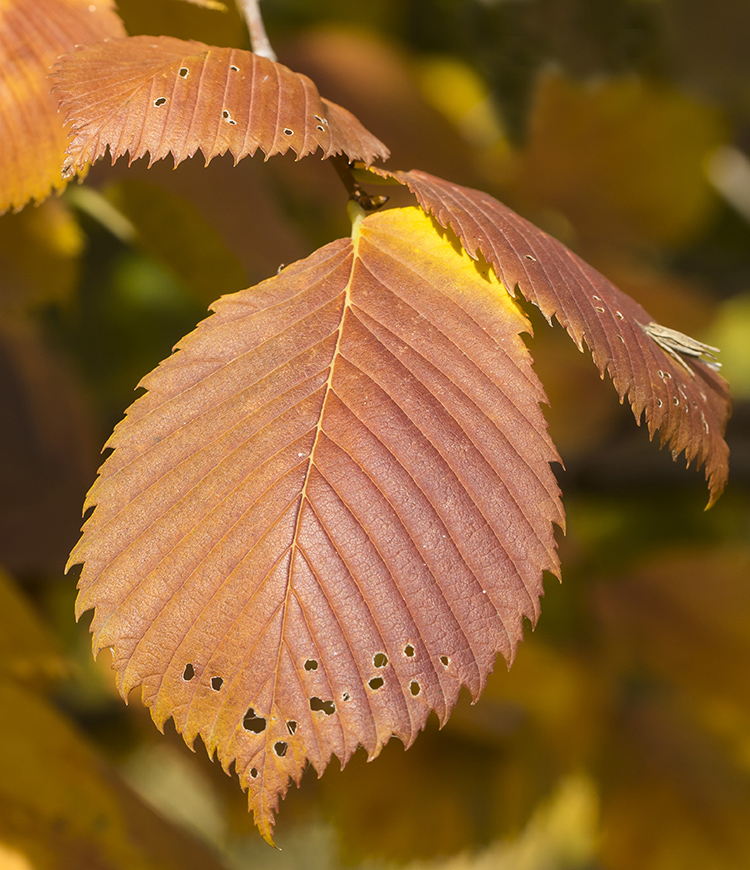 Image of Ulmus laevis specimen.