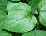 Clerodendrum bungei