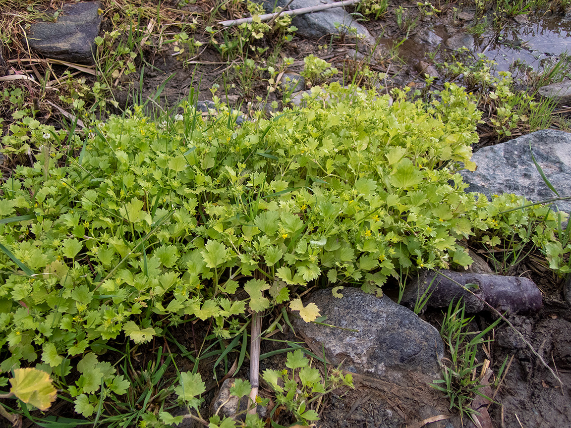 Изображение особи Ranunculus muricatus.