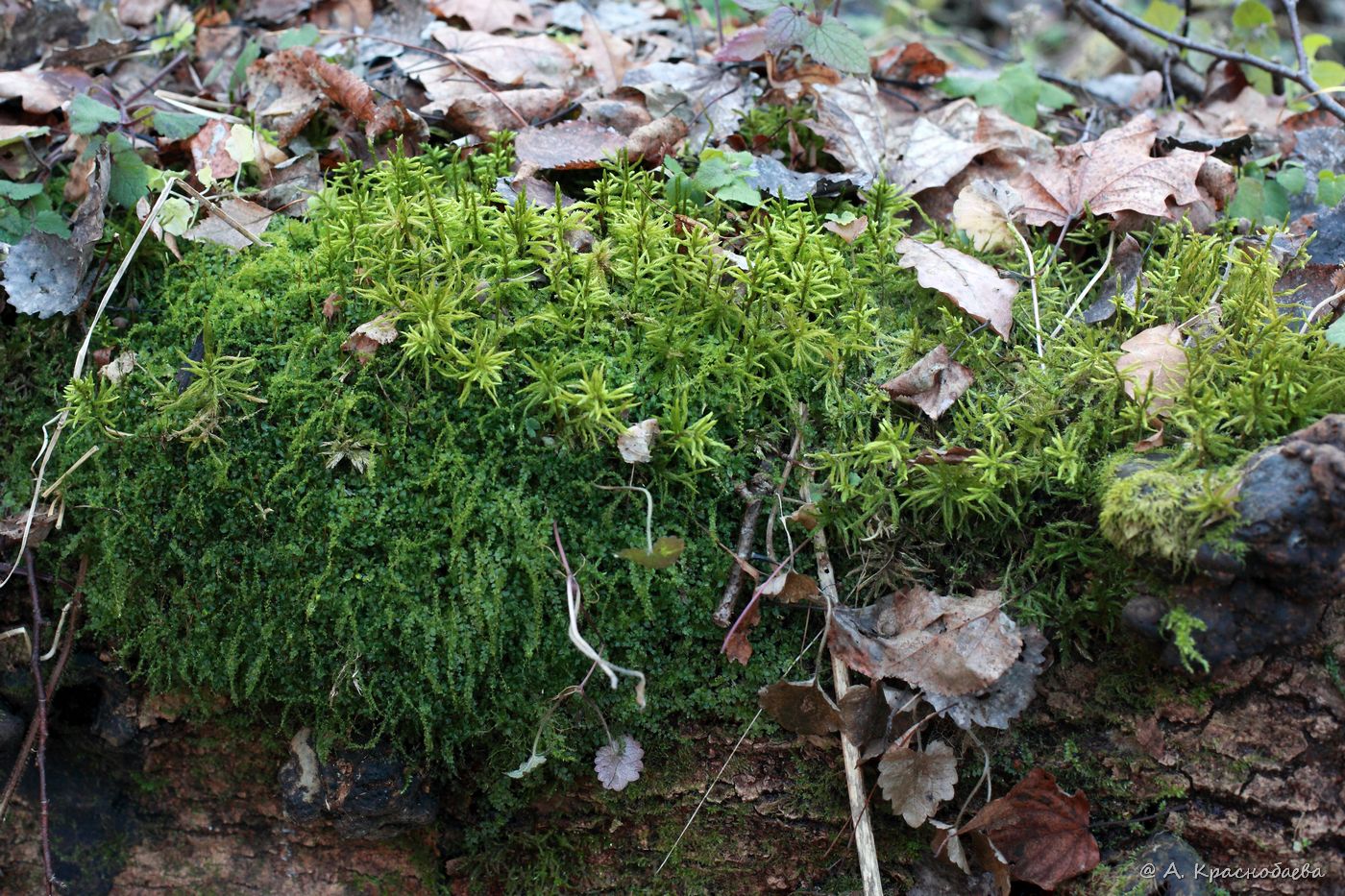 Image of Climacium dendroides specimen.