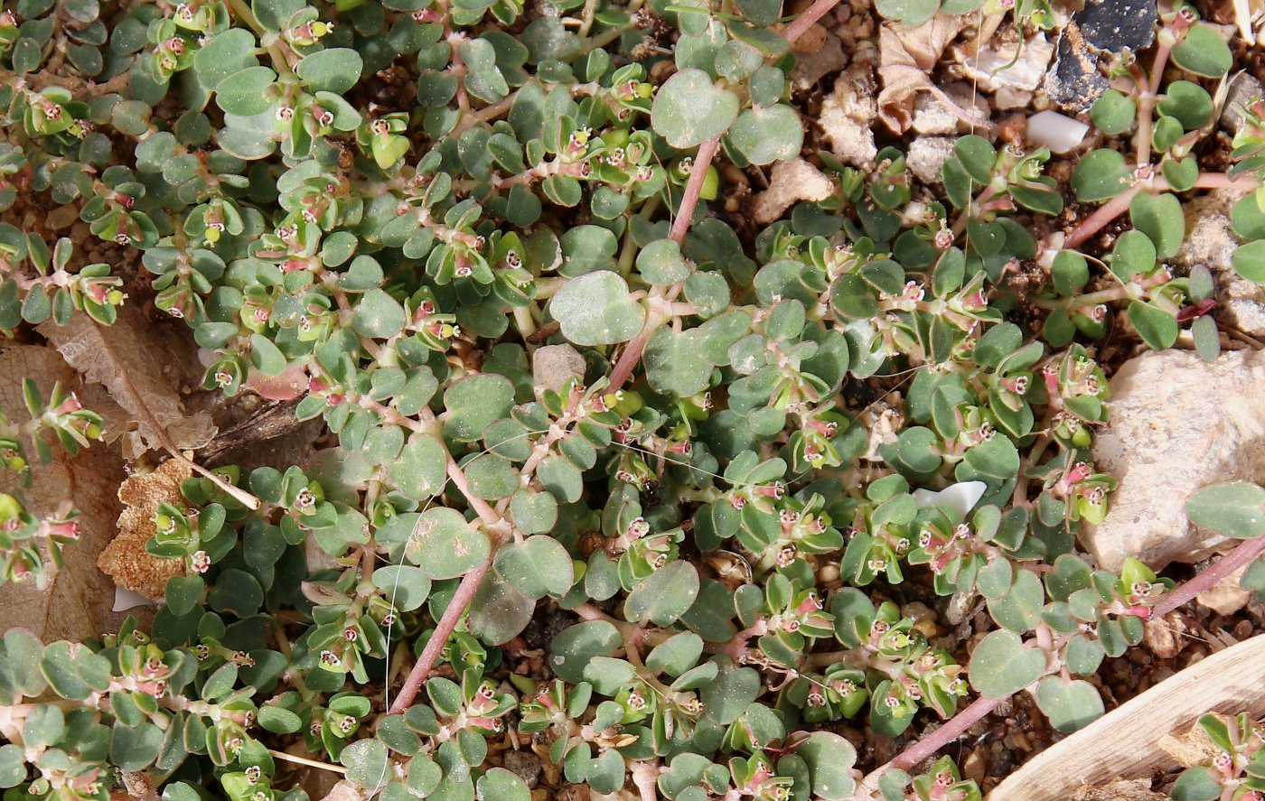 Image of Euphorbia serpens specimen.