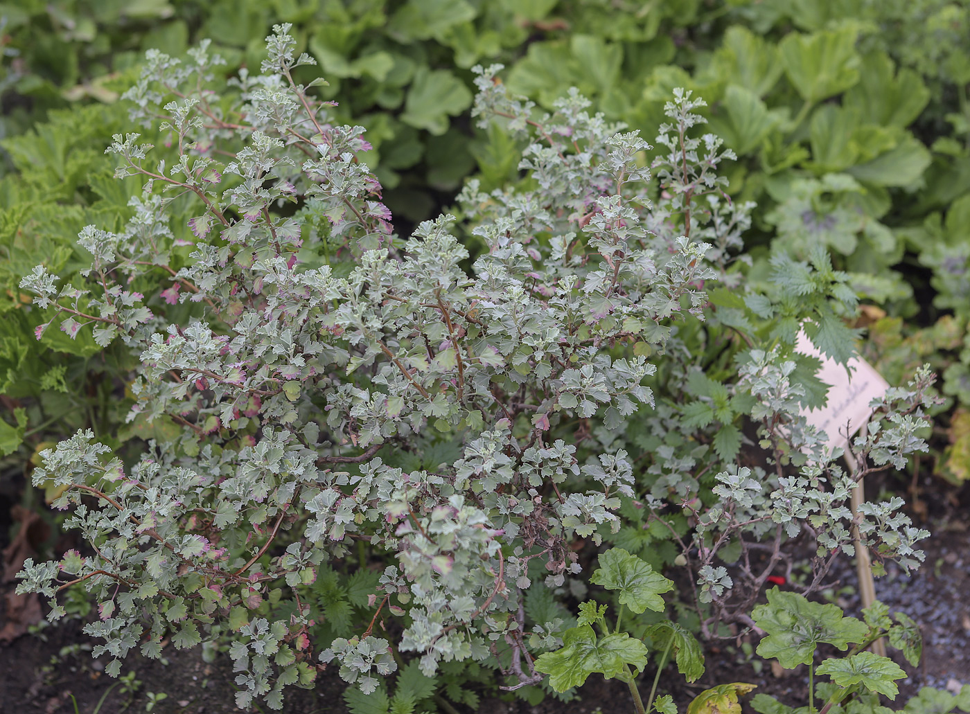 Изображение особи Pelargonium abrotanifolium.