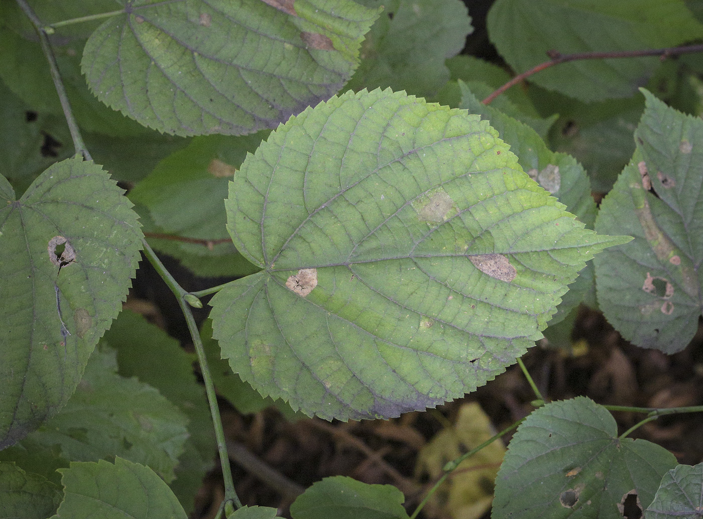 Image of Tilia europaea specimen.