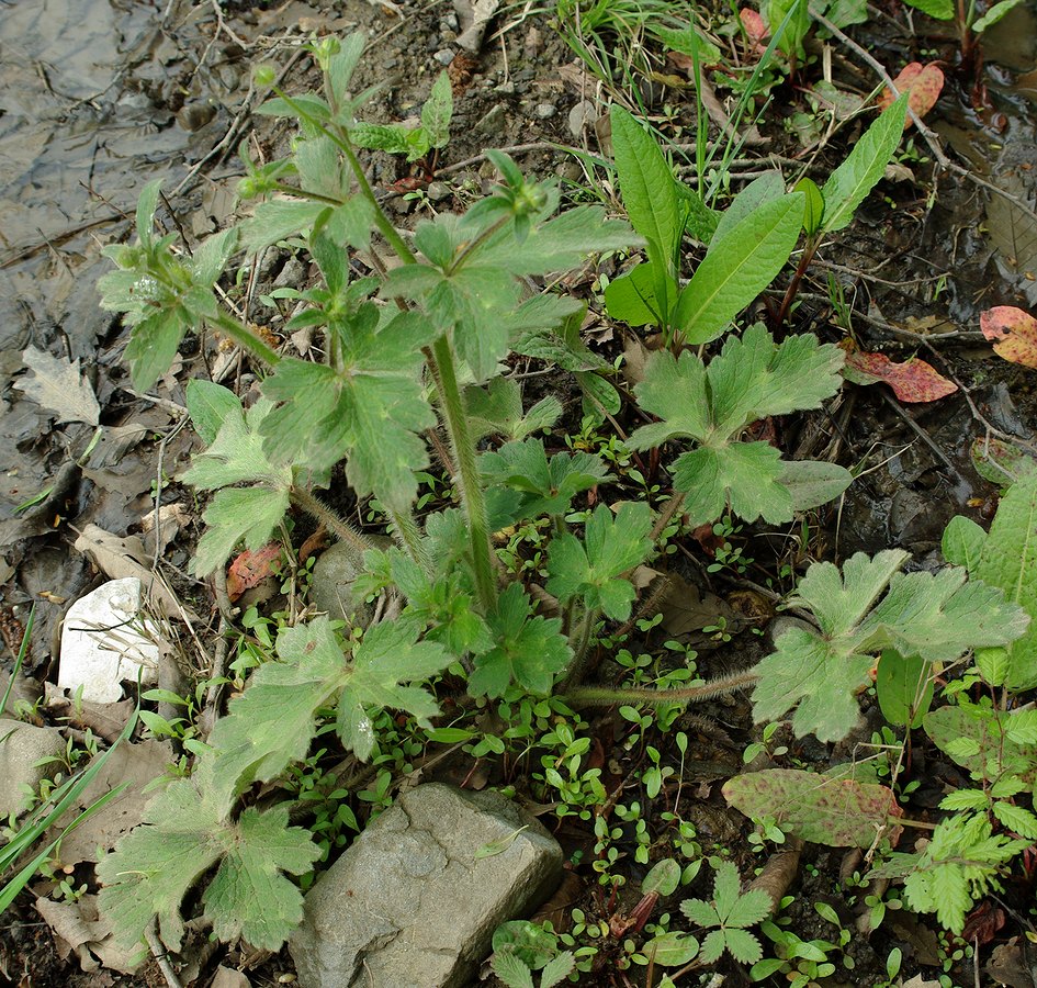 Изображение особи род Ranunculus.