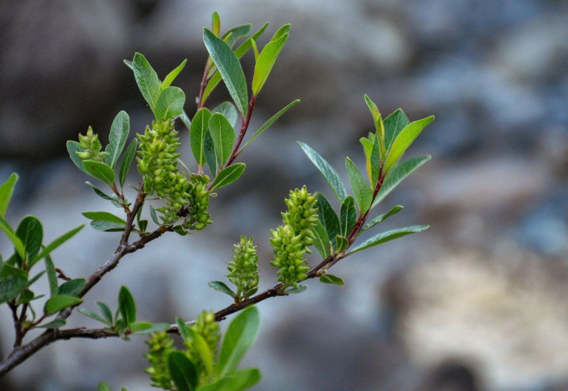 Image of genus Salix specimen.