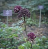 Angelica gigas. Верхушка цветущего растения. Москва, Аптекарский огород, теневой сад, в культуре. 03.09.2021.