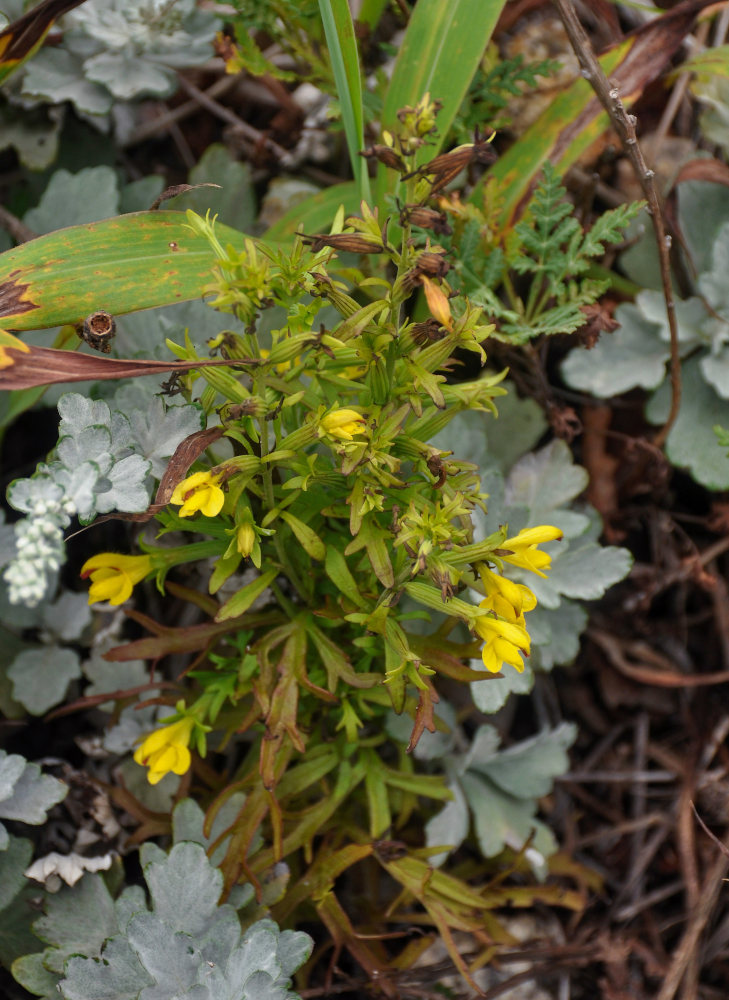 Изображение особи Siphonostegia chinensis.