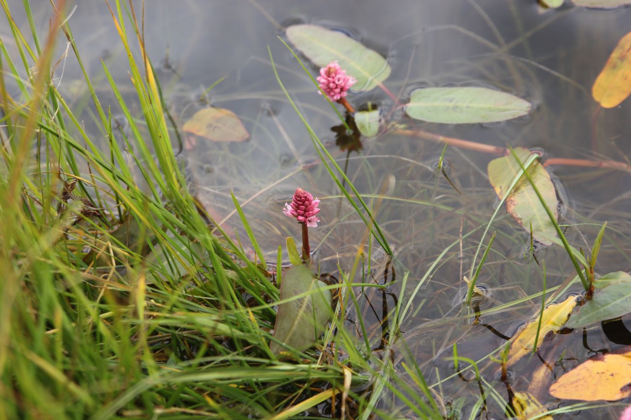 Image of Persicaria amphibia specimen.