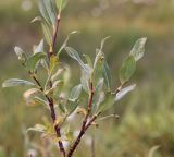 род Salix. Часть ветви с листвой, принимающей осеннюю окраску. Республика Алтай, Кош-Агачский р-н, заболоченный берег правого притока р. Джумалы. 5 августа 2020 г.