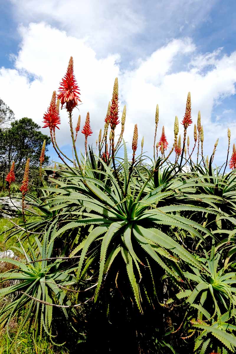 Image of Aloe arborescens specimen.