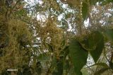 genus Cuscuta