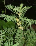Astragalus sieversianus