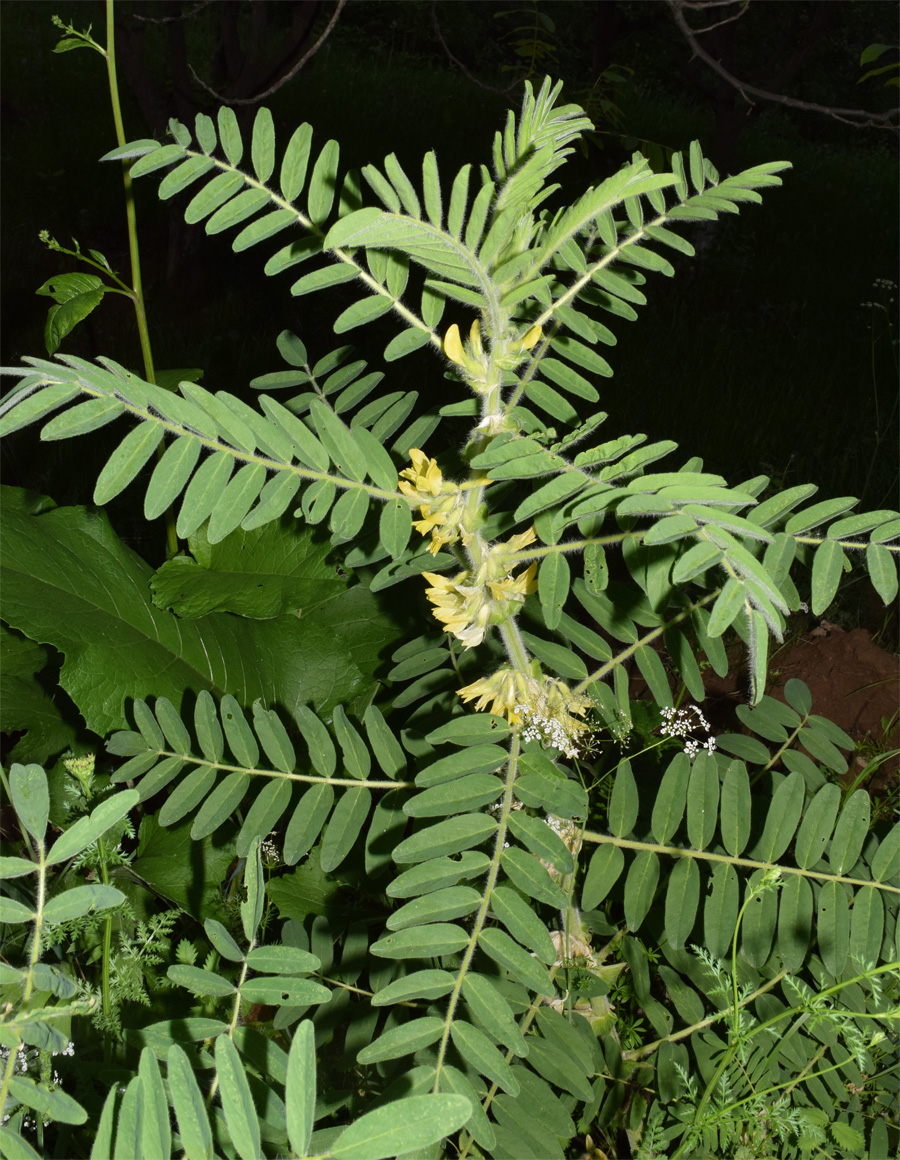 Изображение особи Astragalus sieversianus.