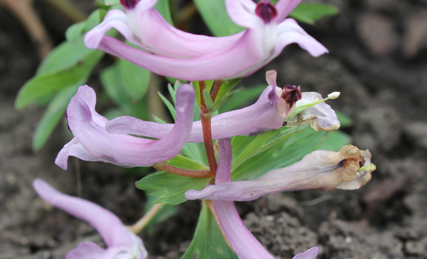 Изображение особи род Corydalis.