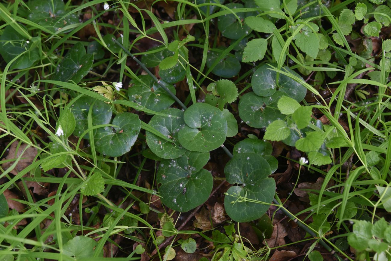 Image of Asarum europaeum specimen.