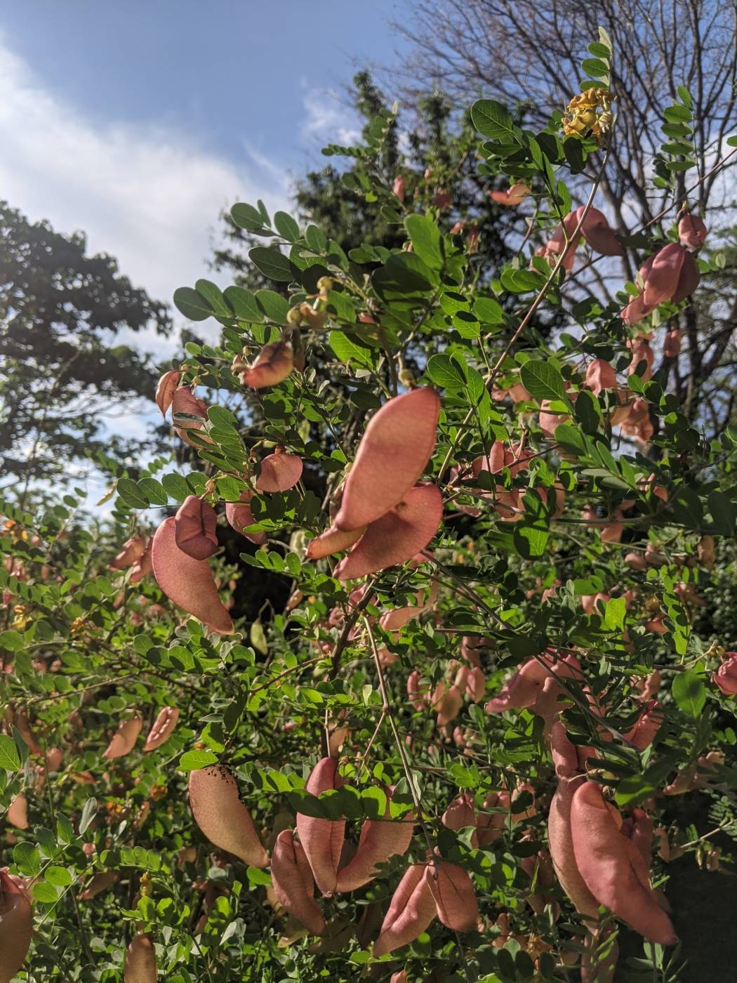 Image of Colutea arborescens specimen.