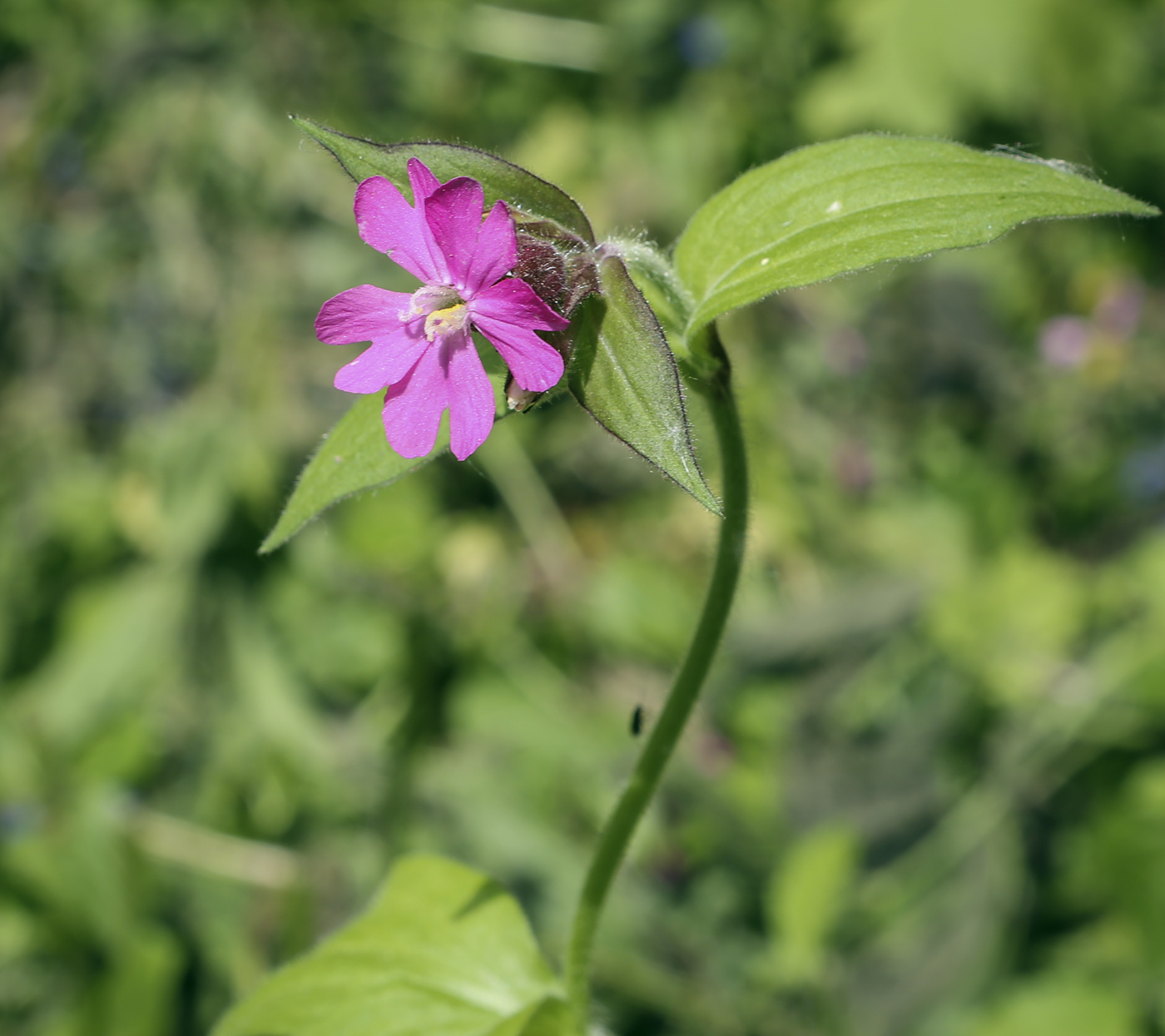 Изображение особи Melandrium dioicum.