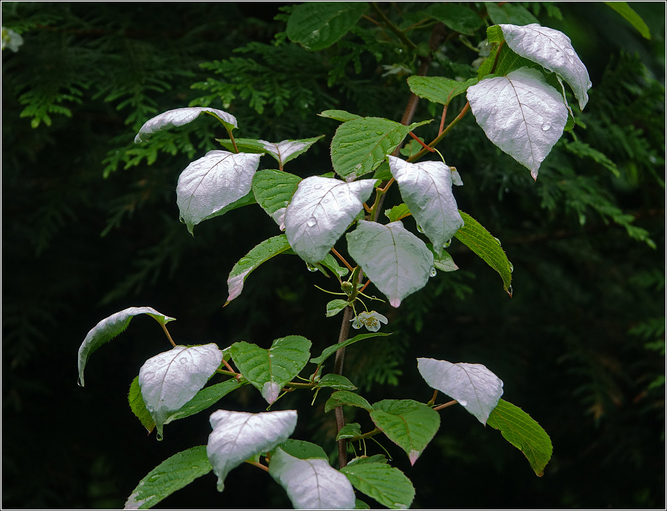 Изображение особи Actinidia kolomikta.