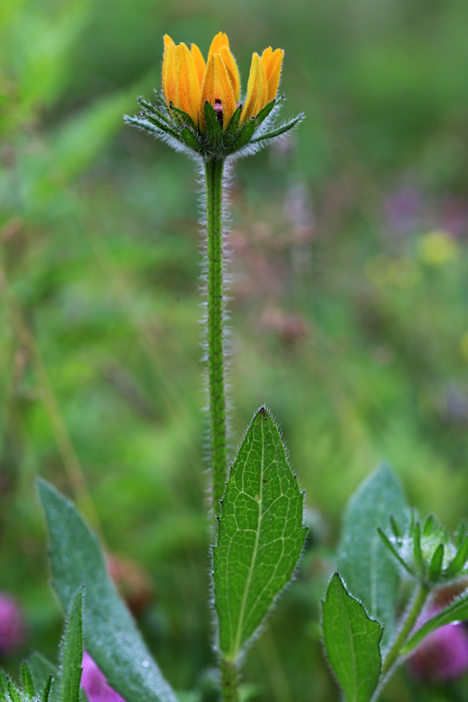 Изображение особи Rudbeckia hirta.