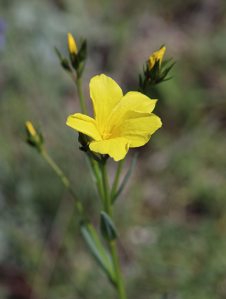 Image of Linum alexeenkoanum specimen.