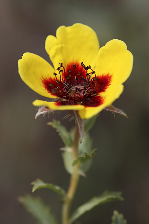 Image of Rosa persica specimen.