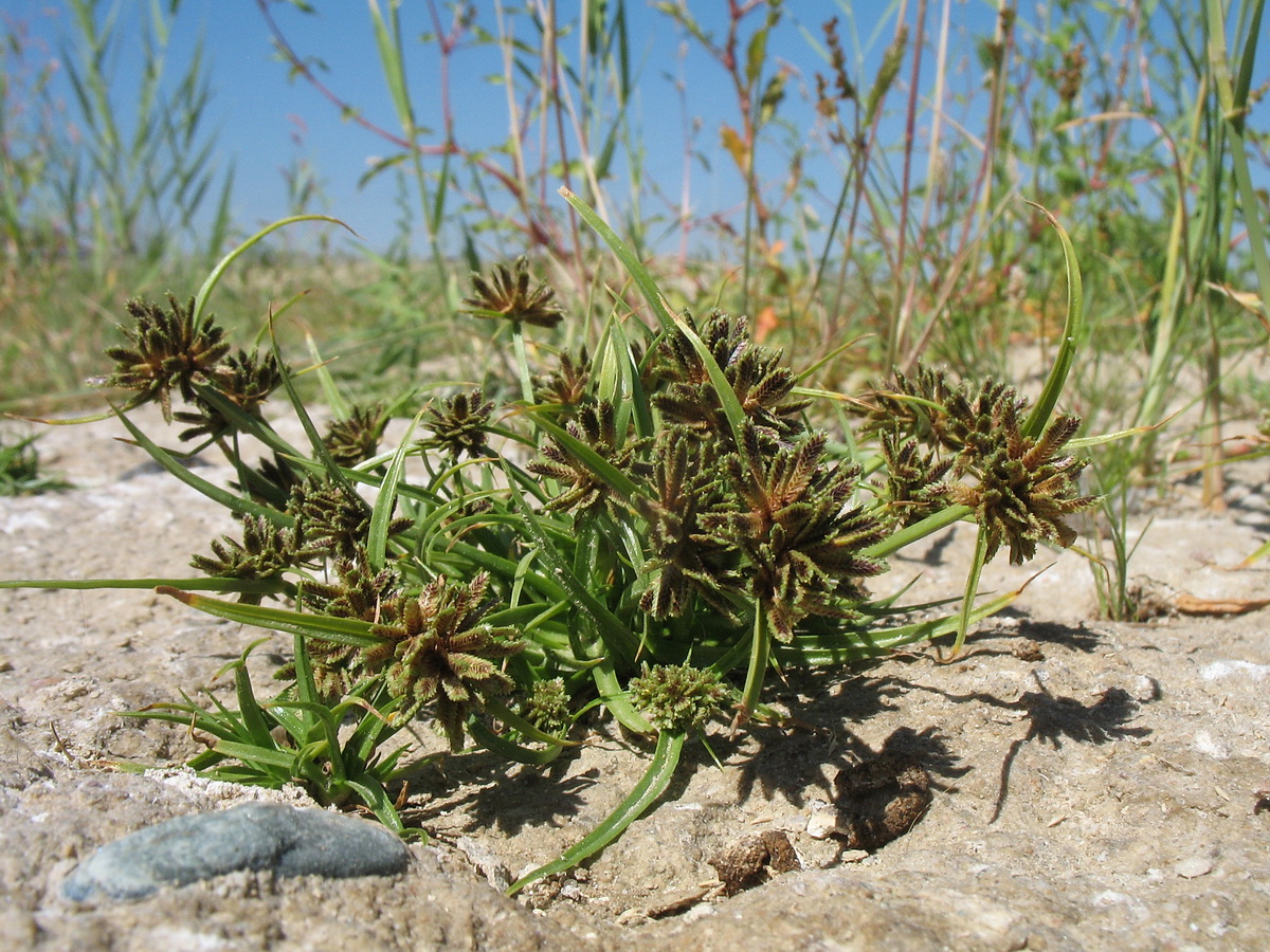 Изображение особи Cyperus glaber.