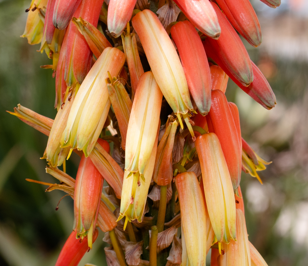 Изображение особи Aloe lutescens.