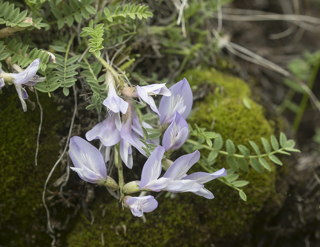 Изображение особи Astragalus levieri.