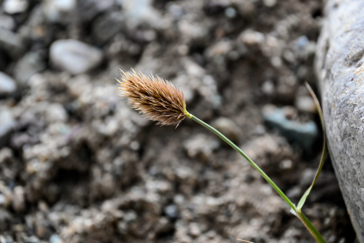 Image of Calamagrostis anthoxanthoides specimen.