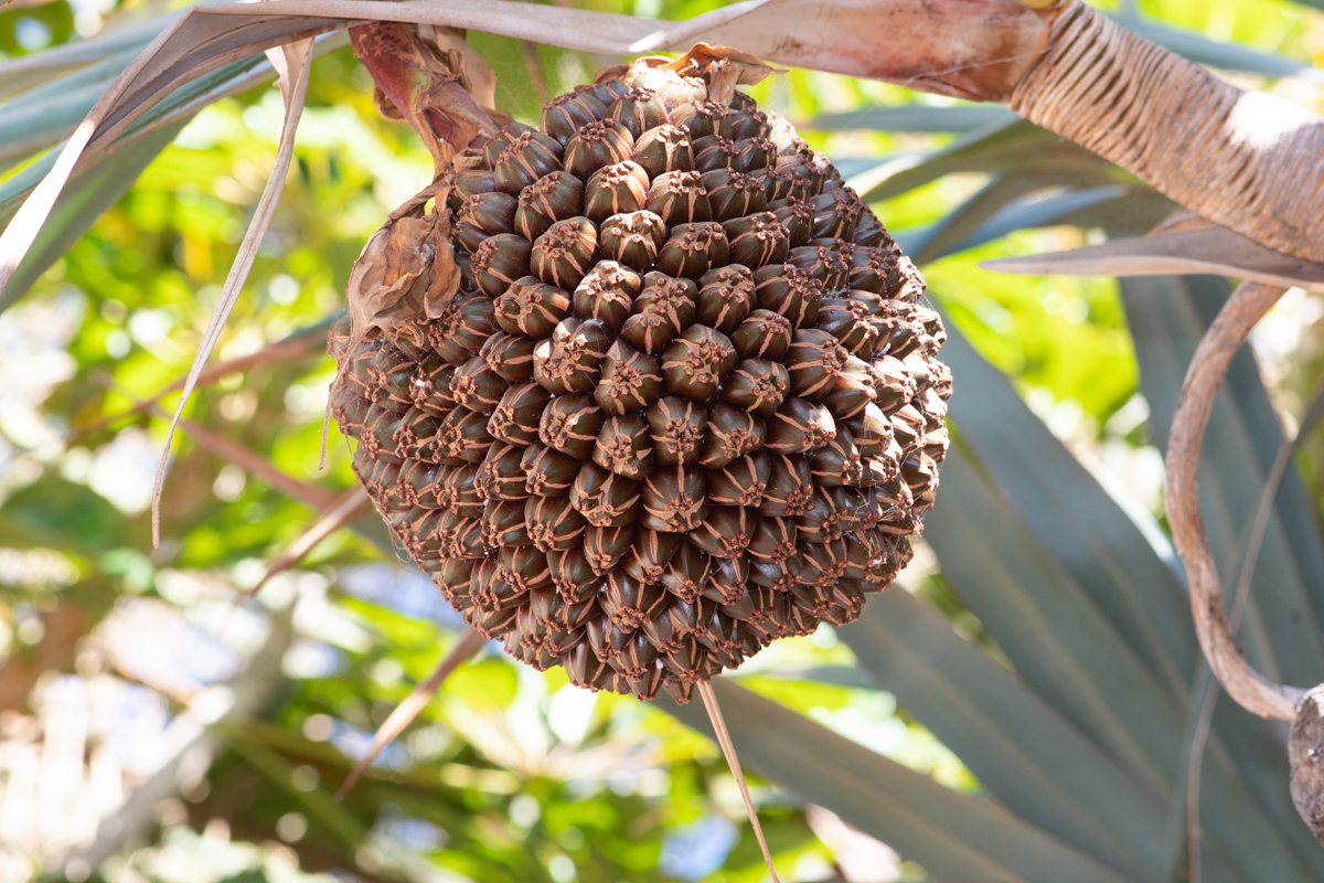 Изображение особи род Pandanus.