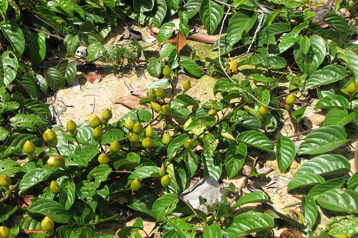 Image of genus Merremia specimen.