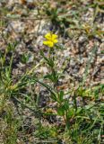 genus Helianthemum
