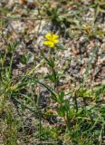 genus Helianthemum. Цветущее растение. Крым, Караларский природный парк, окр. бухты Коровья, степь. 07.05.2021.