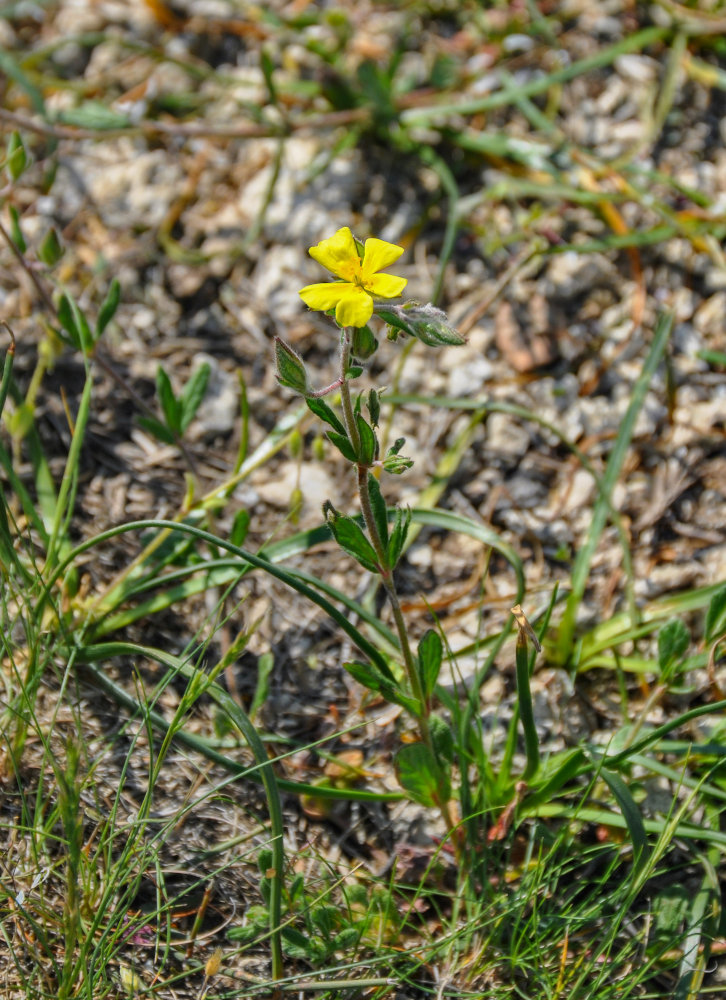 Изображение особи род Helianthemum.