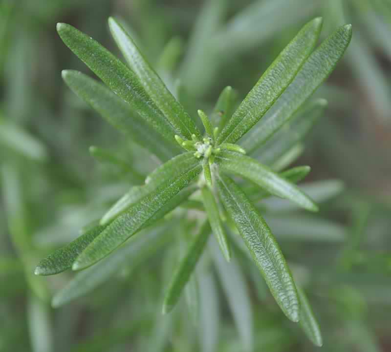 Изображение особи Rosmarinus officinalis.